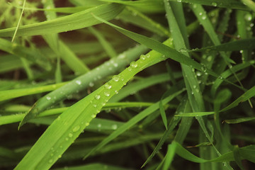 Beutiful green grass close up with drops of water in summertime. Soft and blur conception