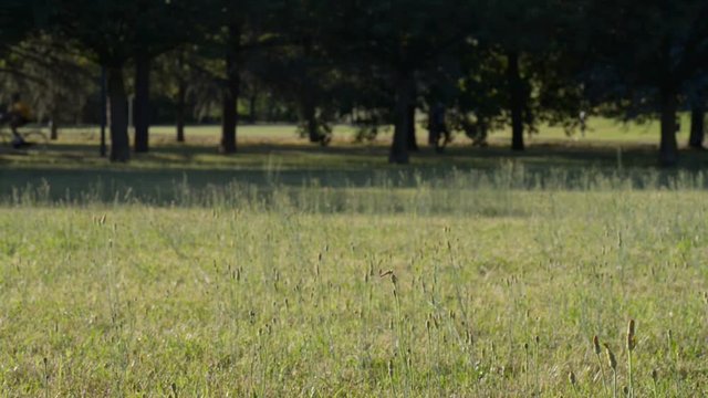 attivi&agrave; fisiche nel parco in un bel pomeriggio estivo