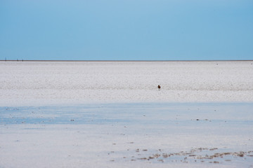 Lindisfarne Crossing, a bird on the sands