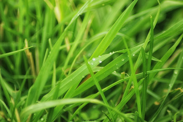 Beutiful green grass close up with drops of water in summertime. Soft and blur conception