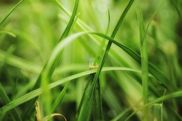 Beutiful green grass close up with drops of water in summertime. Soft and blur conception