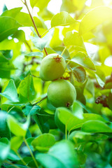 pear tree and pears on branch