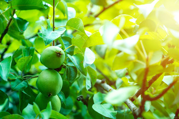 pear tree and pears on branch