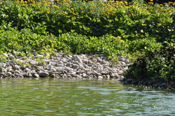 pond in park