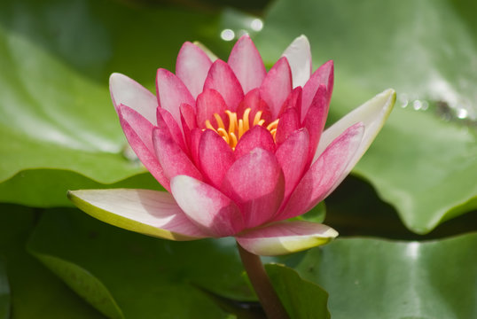 image of a lotus flower on water background
