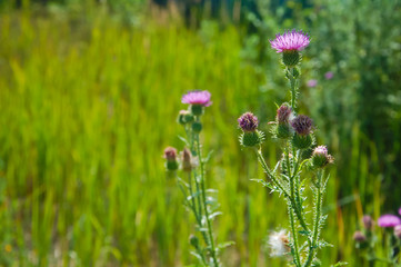 wild flowers thistle in a field