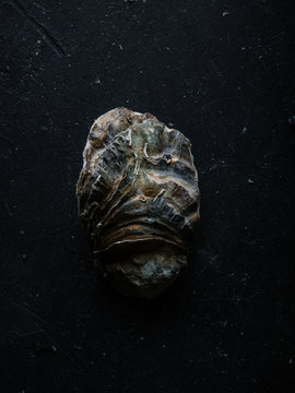 oyster shell closeup with details