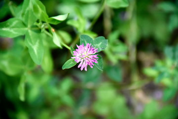 Close-up green plant at the garden near zayandeh rood, Isfahan, Iran