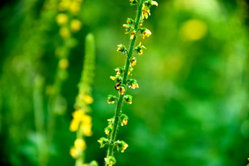 Close-up green plant at the garden near zayandeh rood, Isfahan, Iran