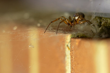 Noble false widow spider going after it's prey trapped in the spider web