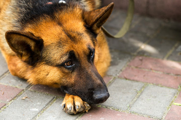 A true devotion Sheepdog is waiting and grieving for her owner.Portrait of a Sheepdog with good sad eyes