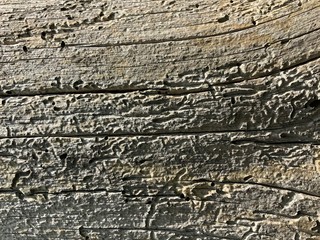 Tree with bark beetle traces, texture for background