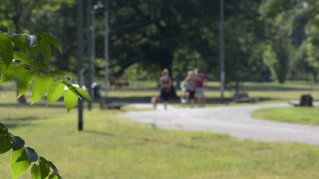 a passeggio nel parco con il proprio cane in una splendida giornata di vacanza