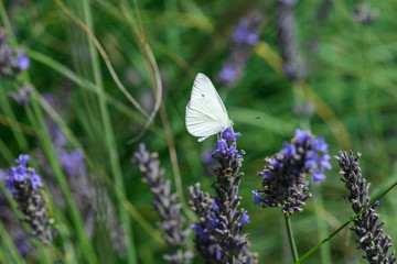 White butterfly on lavender flower