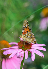 Beautiful butterfly on purple echinacea (coneflower)