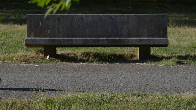 a passeggio nel parco con il proprio cane in una splendida giornata di vacanza