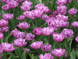 pink - magenta tulips in the garden