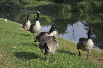 family of canada geese