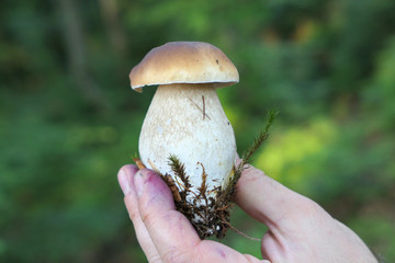 Boletus edulis porcini mushroom in hand.
