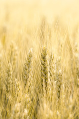 Beautiful closeup of growing wheat cereals crop. Vertical and copy space. Agriculture, food industry concept background or backdrop.