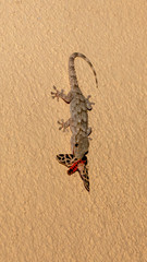 Ein Mauergecko senkrecht an der Wand mit einem erbeuteten Nachtfalter