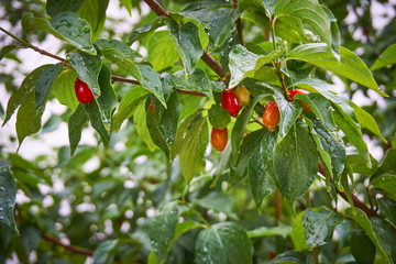 Red cornelian cherries, cornel or dogwood