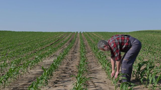 Zoom in video of f armer or agronomist walking and  inspecting quality of corn plant in field