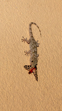 Ein Mauergecko senkrecht an der Wand mit einem erbeuteten Nachtfalter