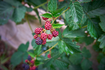 Fresh and organic dewberry, blackberry