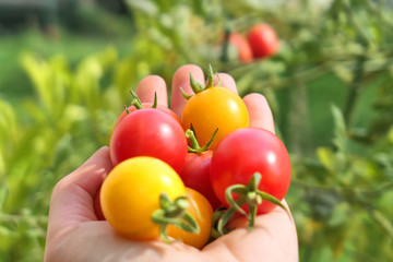 Fresh harvested homegrown cherry tomatoes in hand.