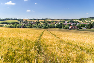 Looking across a barley field to Old Amersham
