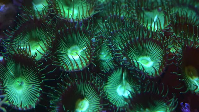 paly zoa coral time lapse