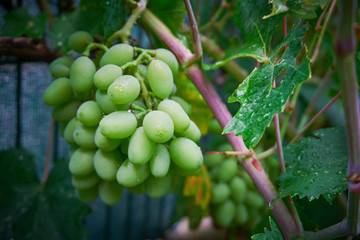 Green and fresh grapes  near plan