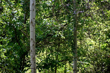 View of Zayandeh rood (Zayanderud), Esfahan, Iran at the day
