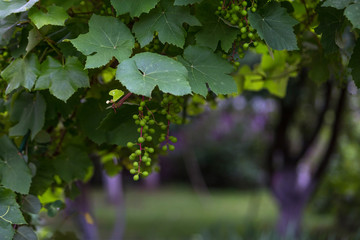 Grape bush with brushes of the ripening green grapes