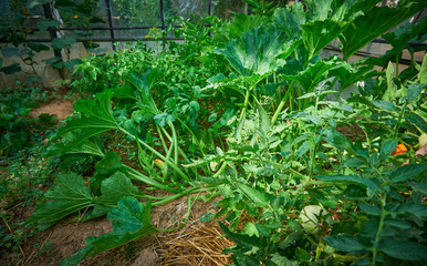 Growing organic vegetables in the glasshouse