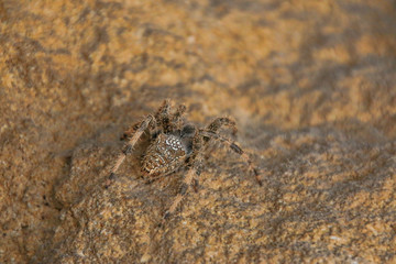 araignée