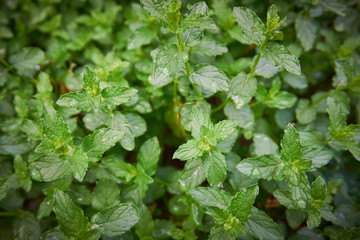 Fresh, organic green mint