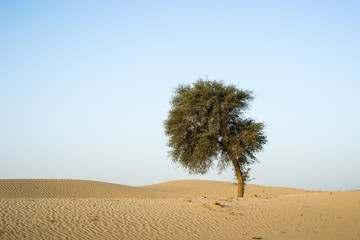 Tree in the Desert