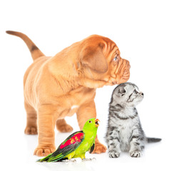 Mastiff puppy, tabby kitten and parrot sitting in profile and looking away on empty space. isolated...