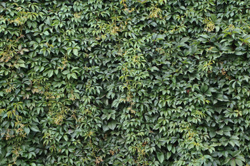 Wall, thickly covered with green leaves of Victoria creeper (Parthenocissus quinquefolia,...