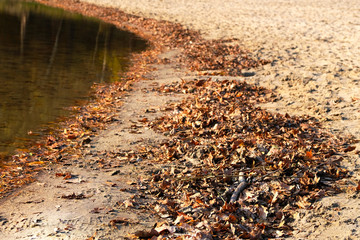 Autumn brown leaves beside water. Fallen bright leaves on the water surface.