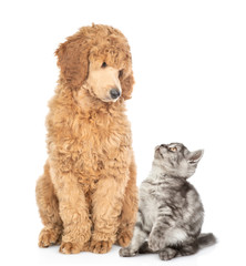Tabby kitten with young royal poodle sitting together and look at each other. Isolated on white background