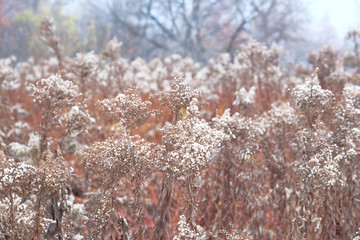 Fabulous autumn nature. Dry brown grass in autumn in November, warm weather.