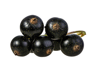 Fresh black-currants isolated on white background with clipping path