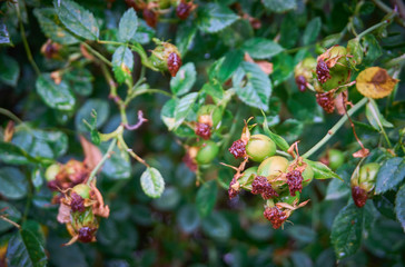 Green rosehip, dog rose after the rain