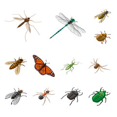 Isolated object of insect and fly logo. Collection of insect and entomology stock vector illustration.
