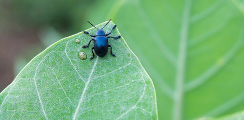 Blue Leaf beetles (Chrysomelidae) on crown flower leaf