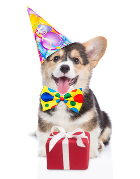 Corgi puppy in birthday hat with gift box. isolated on white background