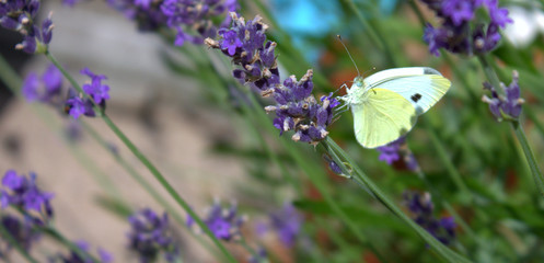 Schmetterling auf Lavendel